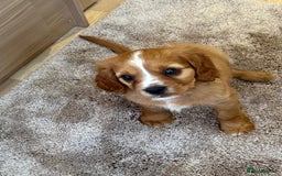 Cockalier dogs for sale: Gorgeous Cockalier Puppies… - Image 24