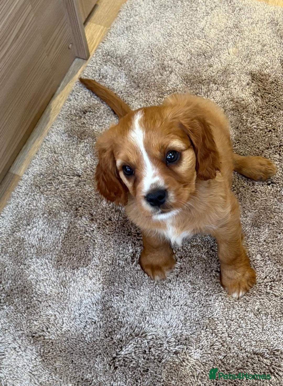 Cockalier dogs for sale: Gorgeous Cockalier Puppies… - Image 24