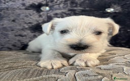 Miniature Schnauzer dogs for sale: Adorable Miniature Schnauzer Puppies KC Reg - Image 11