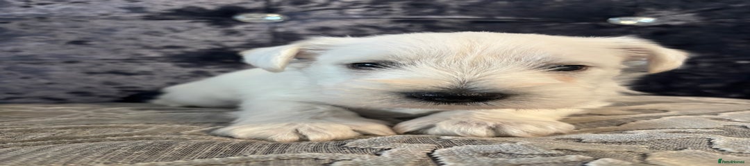 Miniature Schnauzer Puppy 2