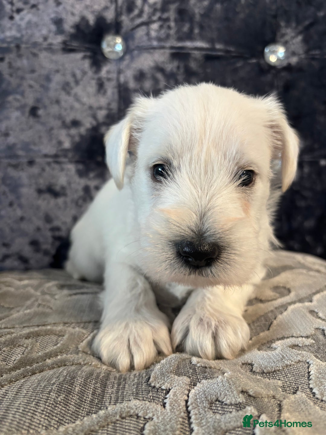 Miniature Schnauzer dogs for sale: Adorable Miniature Schnauzer Puppies KC Reg - Image 11