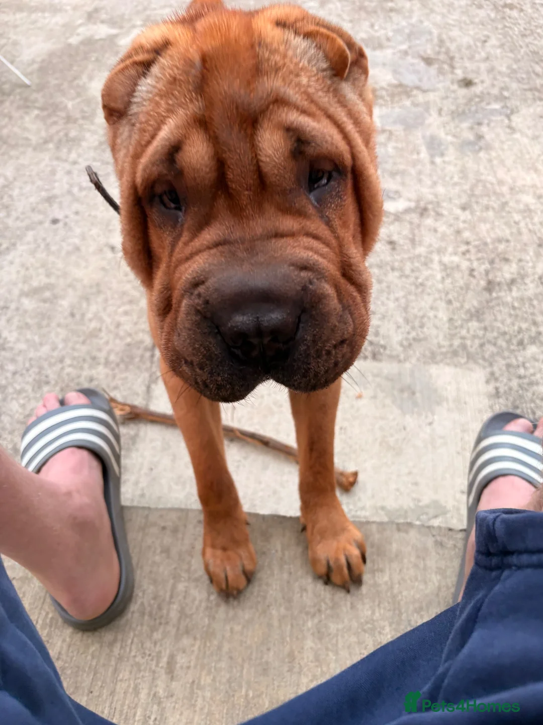 Shar Pei dogs for sale: 11month old Shar pei boy for sale  in London - Advert 2