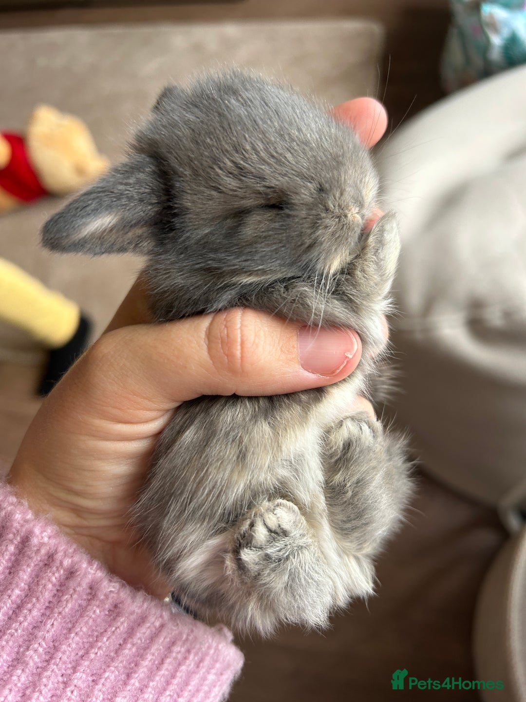 Mini Lop rabbits for sale: 3 beautiful mini lop rabbits for sale  - Image 3