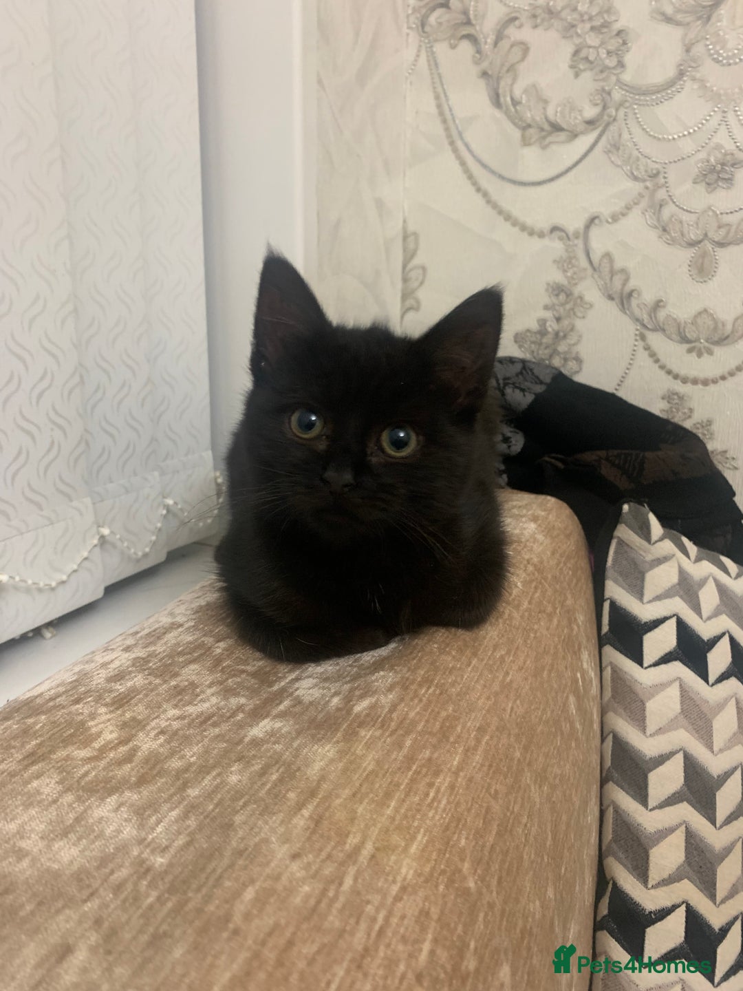 Mixed Breed cats for sale: Kittens for sale - Advert 1