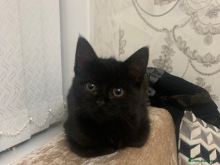 Mixed Breed cats Kittens for sale - Advert 1
