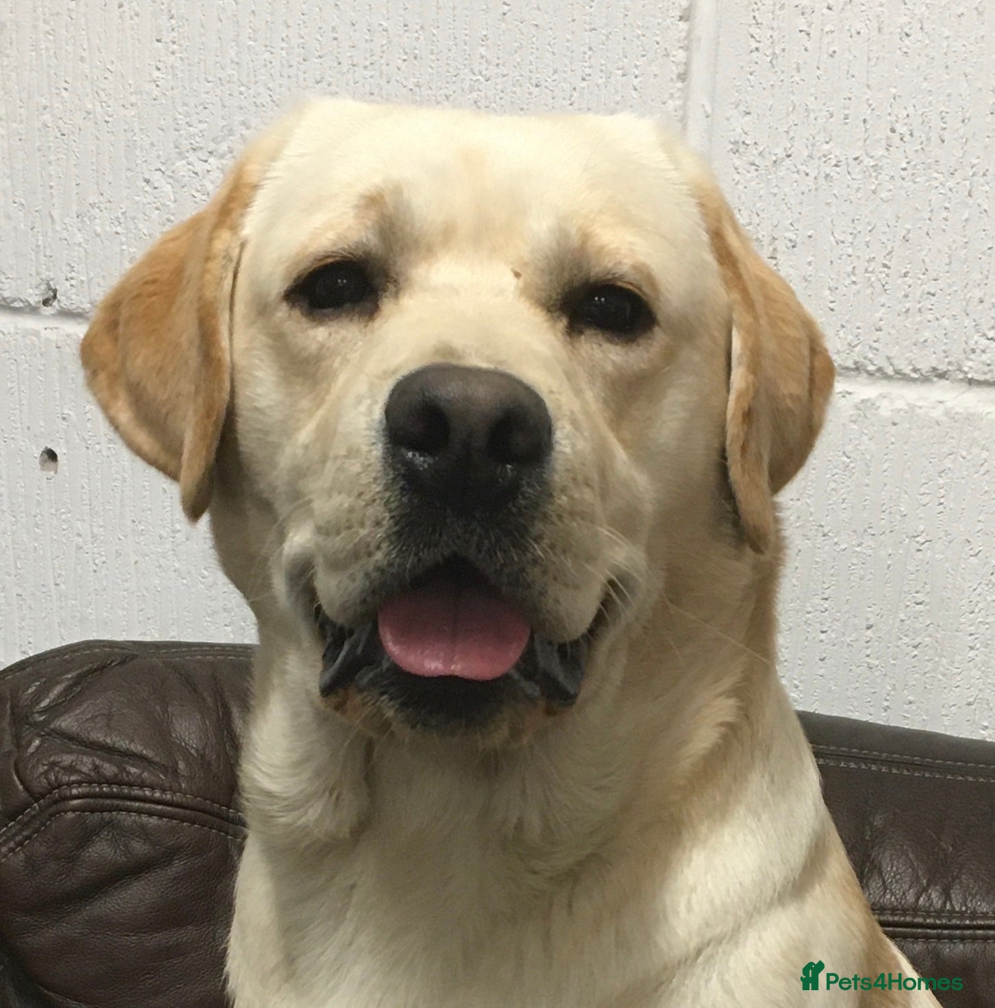 Labrador Retriever dogs Erik, fully health tested, proven stud, KC reg. in Bungay - Advert 20