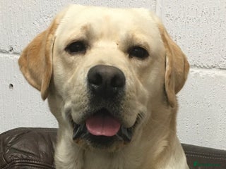 Labrador Retriever dogs in Bungay - Advert 21