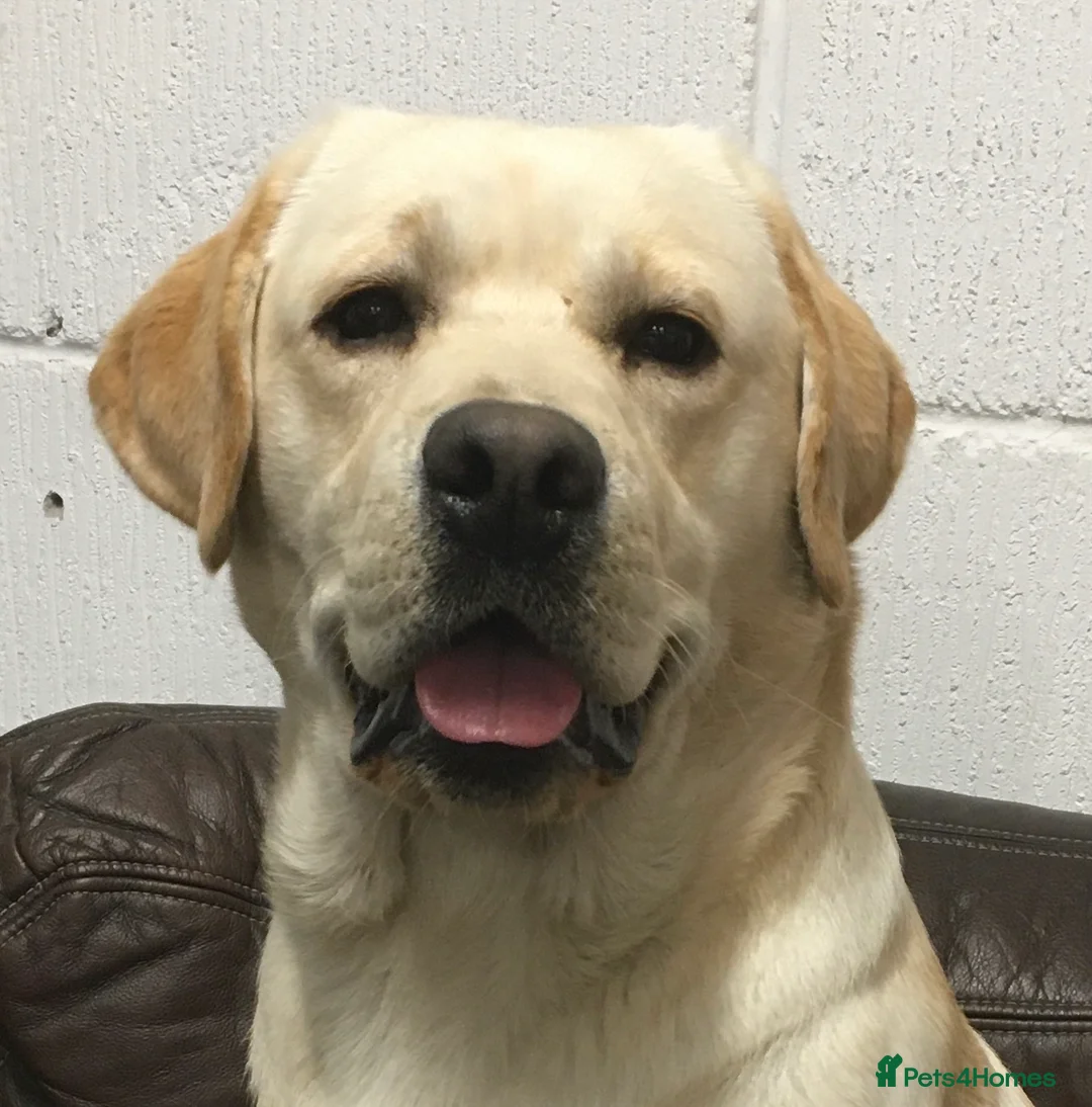 Labrador Retriever dogs for stud: Erik, fully health tested, proven stud, KC reg. in Bungay - Advert 1