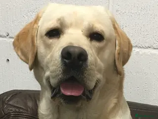 Labrador Retriever dogs Erik, fully health tested, proven stud, KC reg. in Bungay - Advert 7