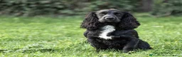 Cocker Spaniel dogs for sale: Cocker Spaniel puppies for sale - Advert 3
