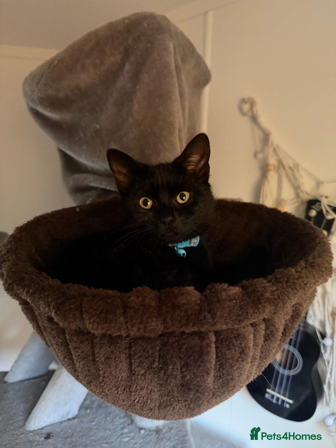 Domestic Shorthair cats for sale: Sonic & Melody (including kitten bundle) - Advert 2