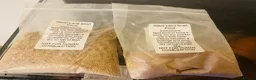 Snails invertebrates for sale: African land snail in Norwich - Advert 3