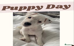 Parson Russell dogs for sale: Champion Bred Parson Puppies in Lanark - Image 2