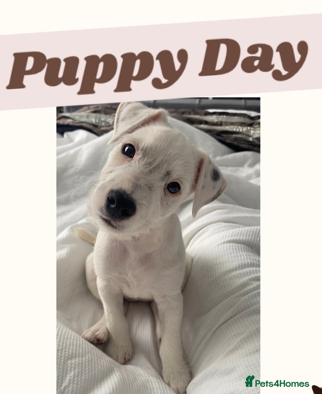 Parson Russell dogs for sale: Champion Bred Parson Puppies in Lanark - Image 2