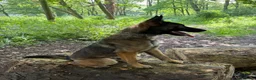 Belgian Shepherd Dog dogs for sale: 8 month Belgian Malinois in Birkenhead - Advert 4