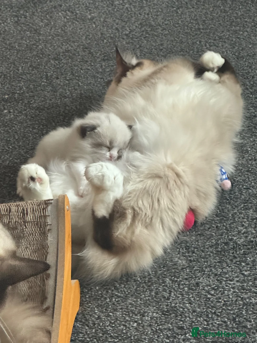 Ragdoll cats for sale: Male Mitted Seal Point Ragdoll Kitten in Bicester - Advert 2