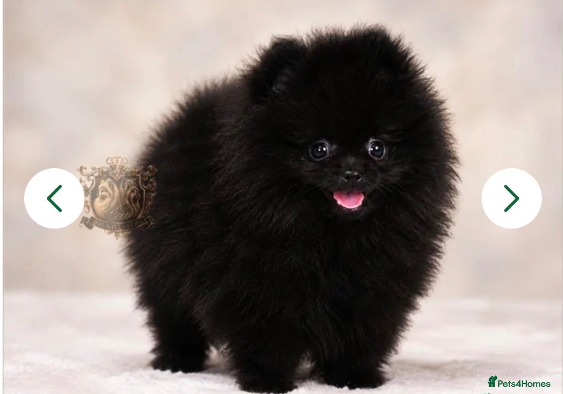 Pomeranian dogs 🐾💙 TEDDY BEAR POMERANIANS - Advert 3