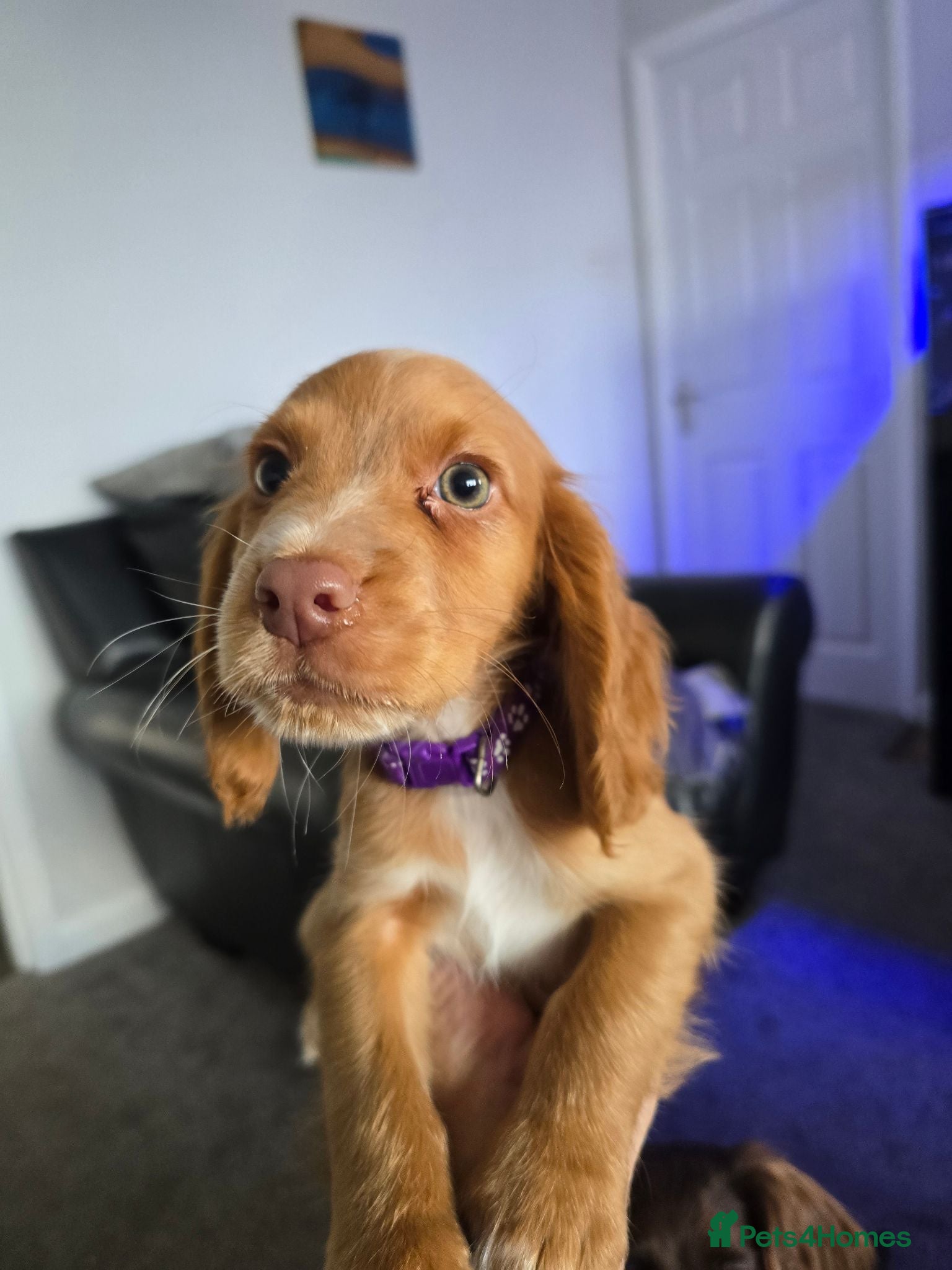 Cocker Spaniel dogs Stunning fox red working cockers - Advert 1