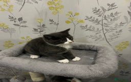 British Shorthair cats for sale: British short hair x tabby kittens  - Image 2