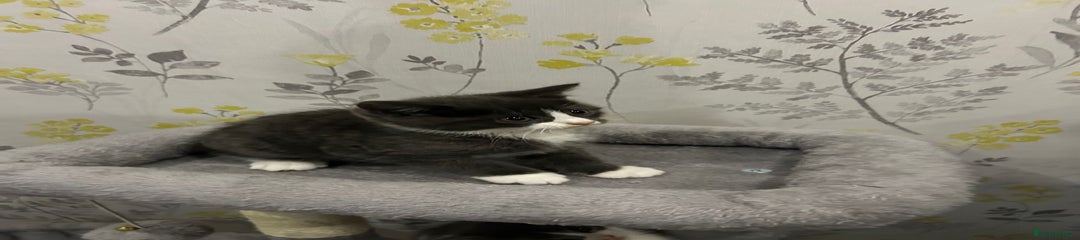 British Shorthair Kitten 2