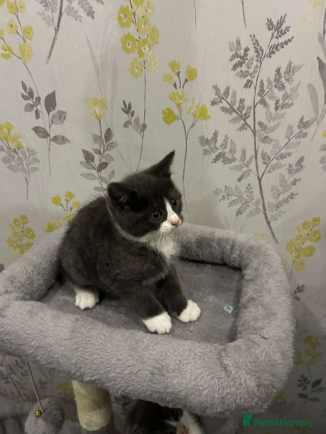 British Shorthair cats for sale: British short hair x tabby kittens  - Image 2