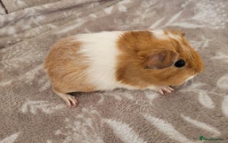 Guinea Pig rodents for sale: Baby boy guinea pigs  - Image 4