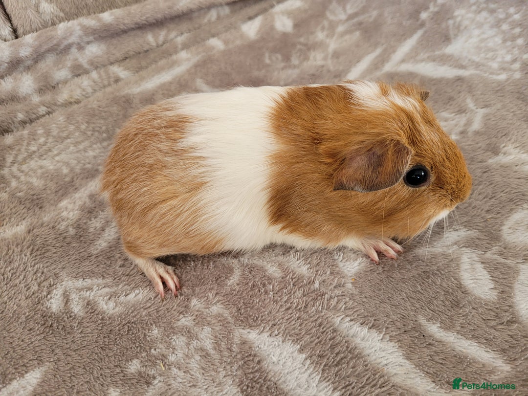 Guinea Pig rodents for sale: Baby boy guinea pigs  - Image 4