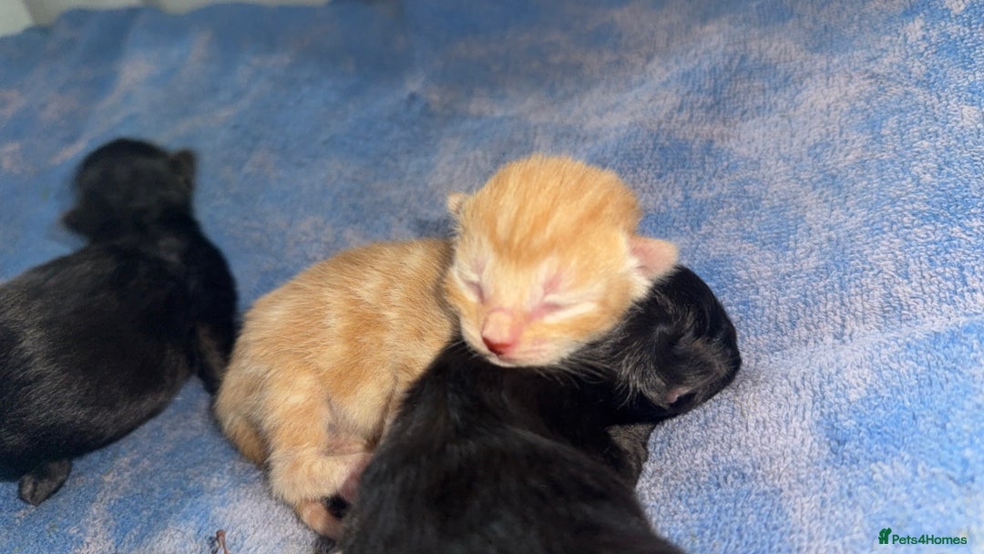 Mixed Breed cats for sale: 4 newborn kittens - Image 4