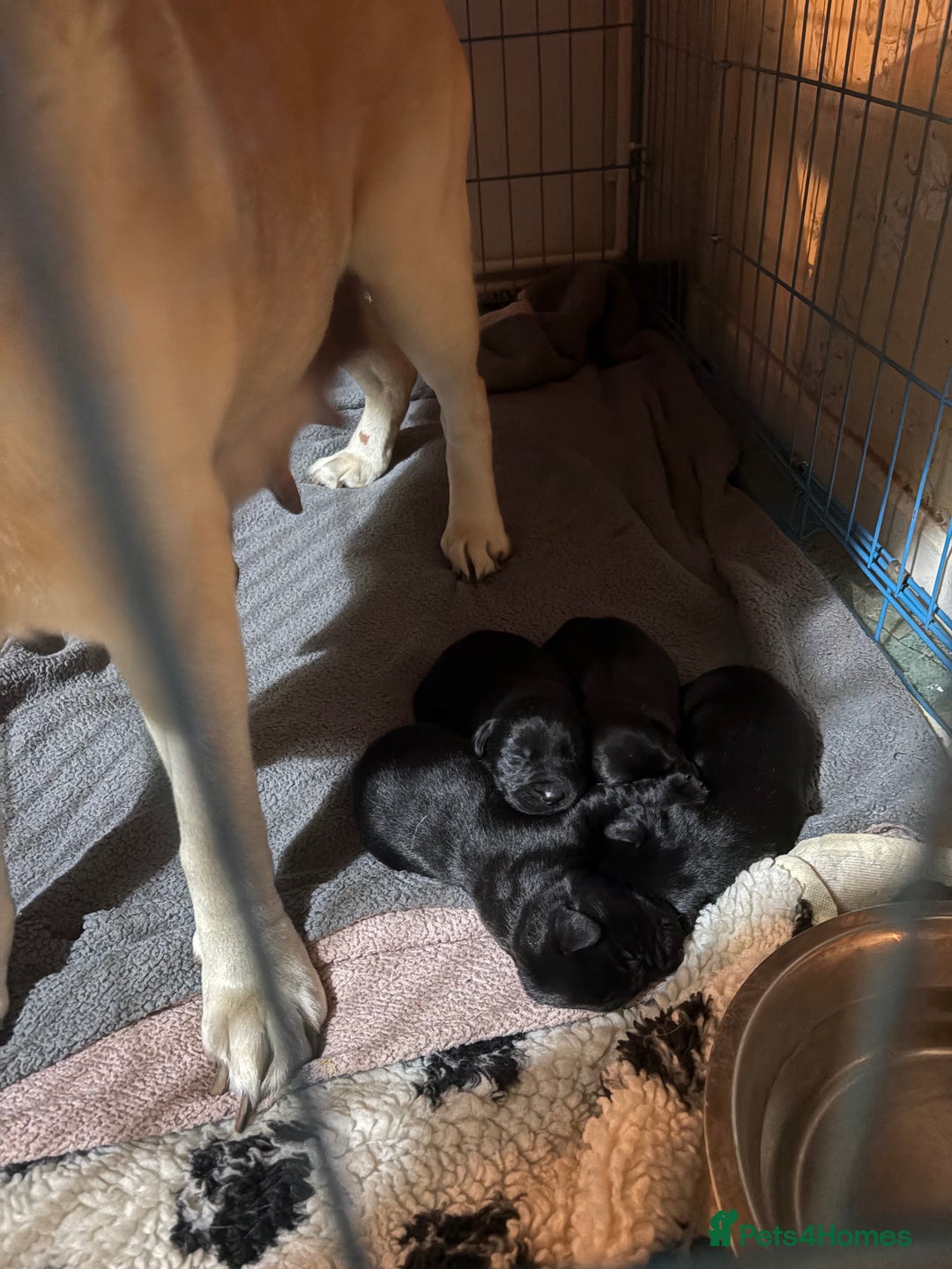 Labrador Retriever dogs for sale: Labador puppies - Advert 3