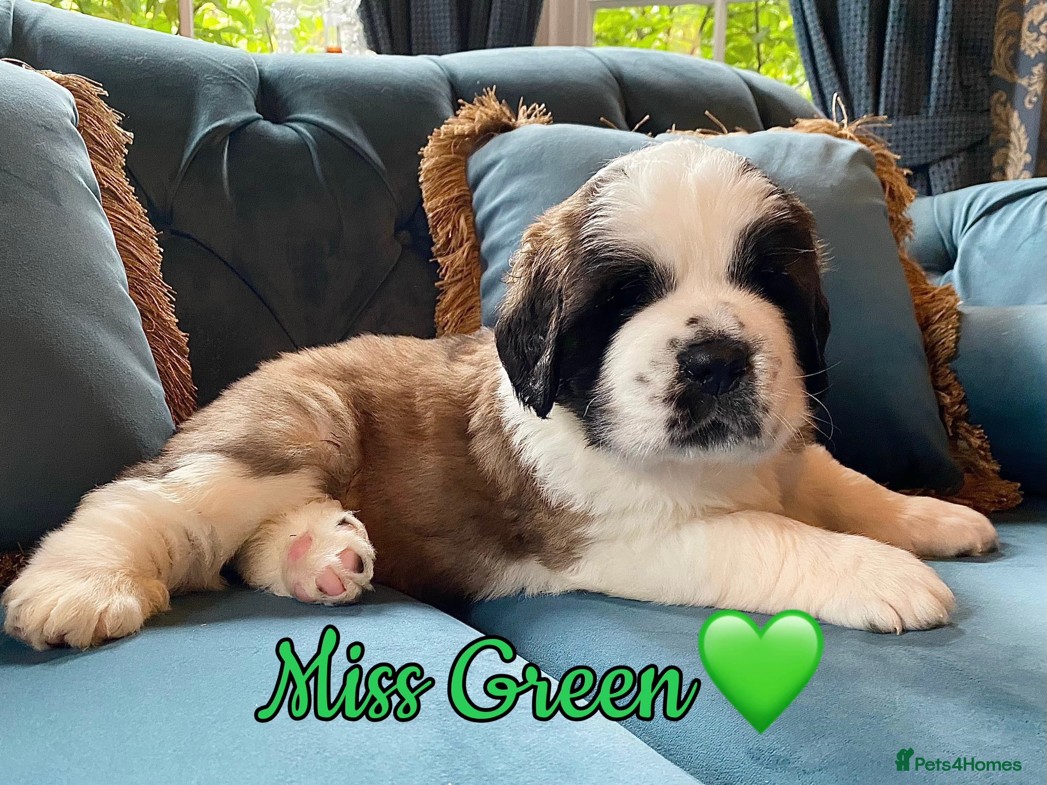 Saint Bernard dogs Outstanding KC Registered Saint Bernard Puppies - Advert 2