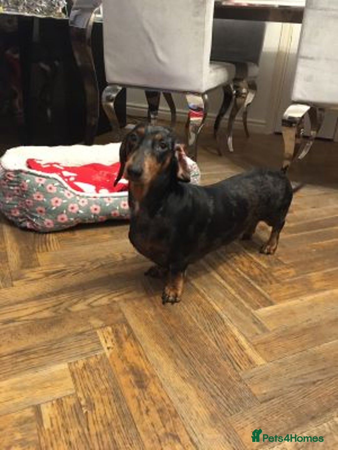 Miniature Dachshund dogs for sale: Sweet Miniature Dachshund - Advert 2