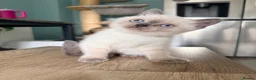 British Shorthair cats for sale: Ready Now! Beautiful BSH-Seal Point girl left! - Advert 12