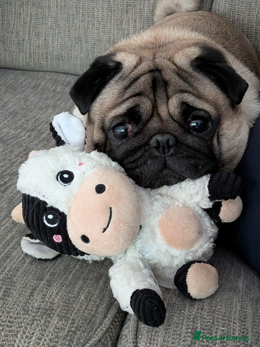 Pug dogs for sale: Beautiful male pug 💙🩵 - Advert 1