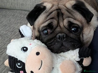 Pug dogs Beautiful male pug 💙🩵 - Advert 1