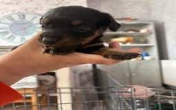 Mixed Breed dogs for sale: Dachshund x patterdale puppues - Image 10