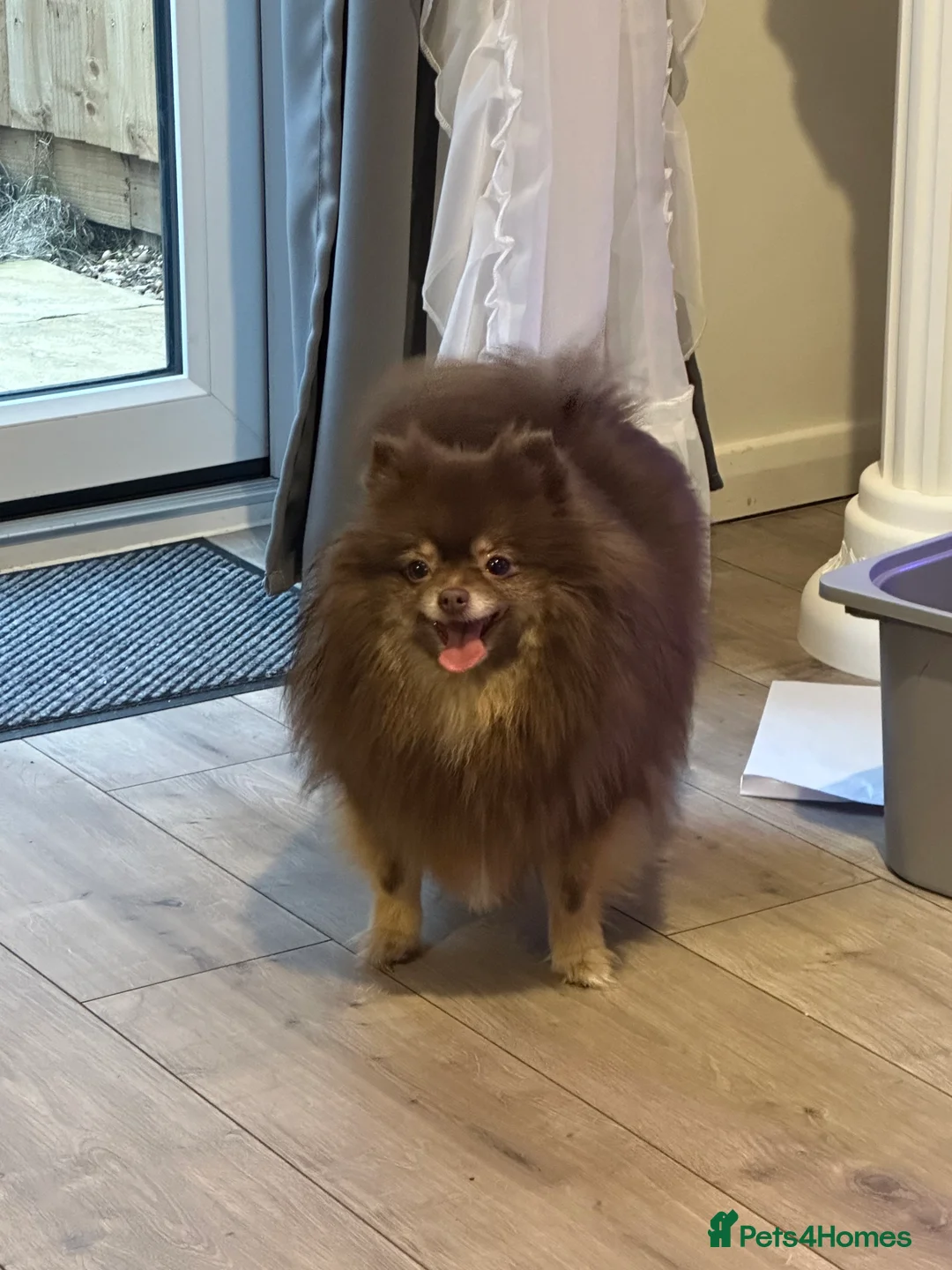 Pomeranian dogs for sale: Chocolate and tan girl  in Wellingborough - Advert 2