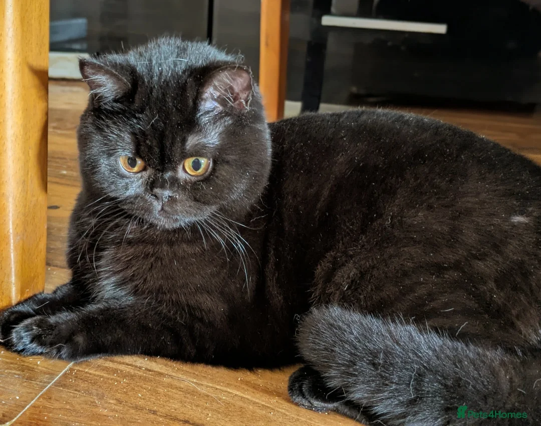 British Shorthair cats for sale: Gccf kitten. Ready now  - Advert 1