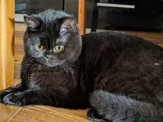 British Shorthair cats Gccf kitten. Ready now - Advert 2