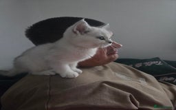 British Shorthair cats for sale: Beautiful 5 kittens  - Image 7