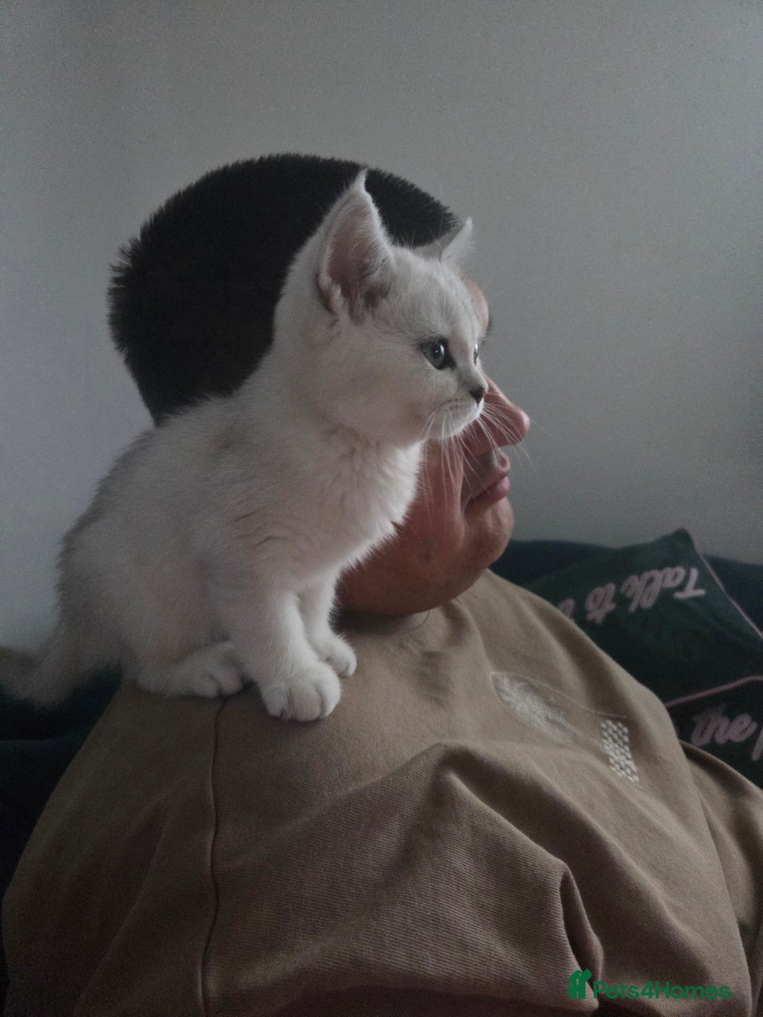 British Shorthair cats for sale: Beautiful 5 kittens  - Image 7