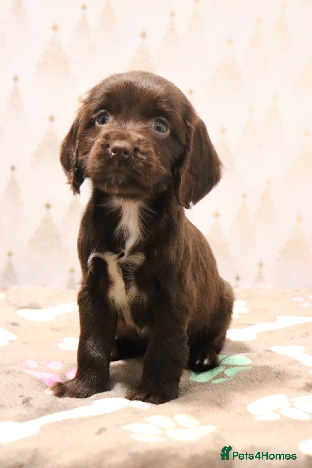 Cocker Spaniel dogs for sale: Fully Health Tested Cocker Spaniel Puppies  - Advert 15