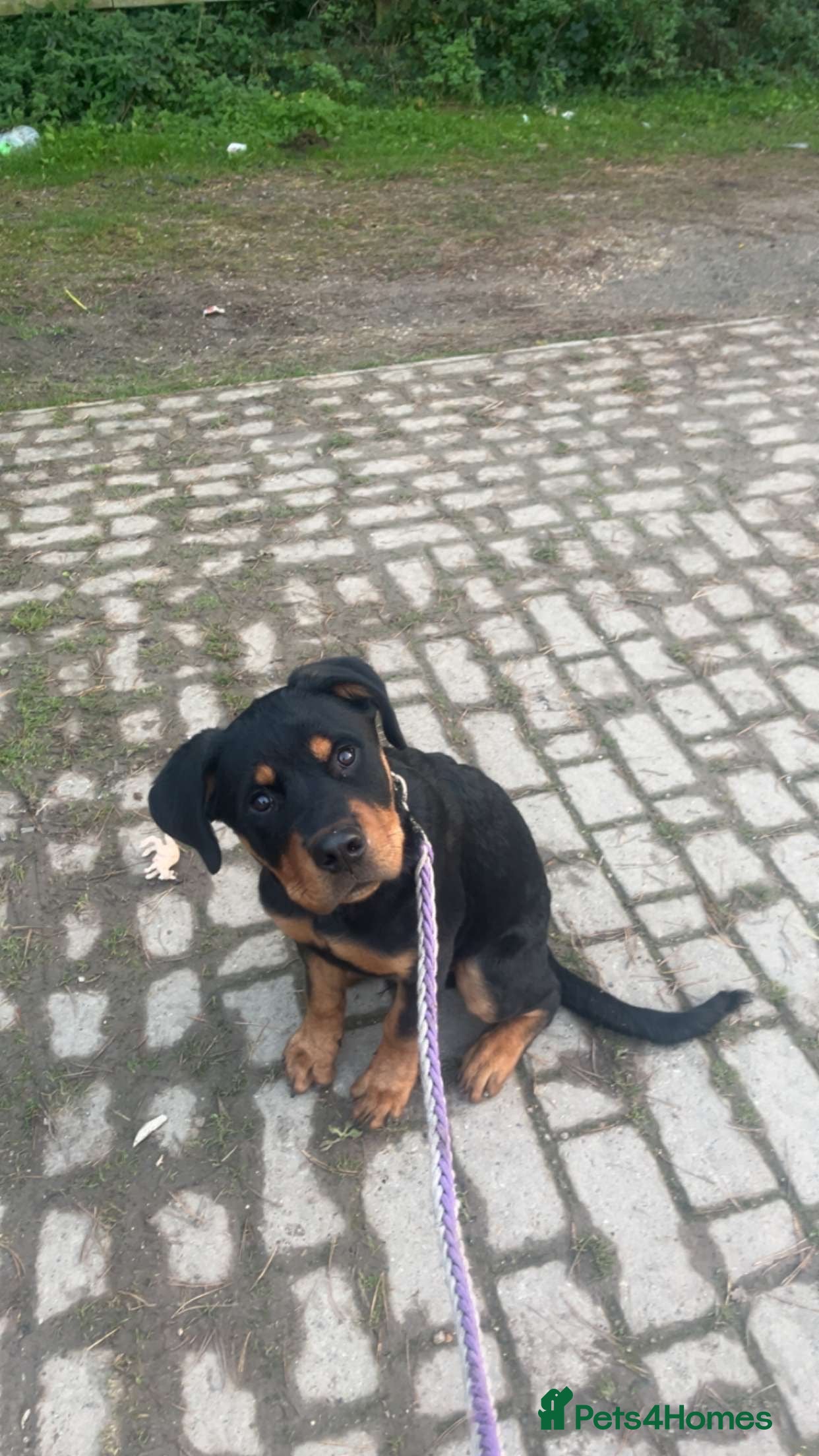 Mixed Breed dogs rottweiler puppy needs rehoming  - Advert 13