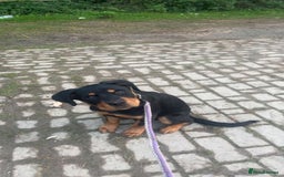 Mixed Breed dogs for sale: rottweiler puppy needs rehoming  - Advert 1