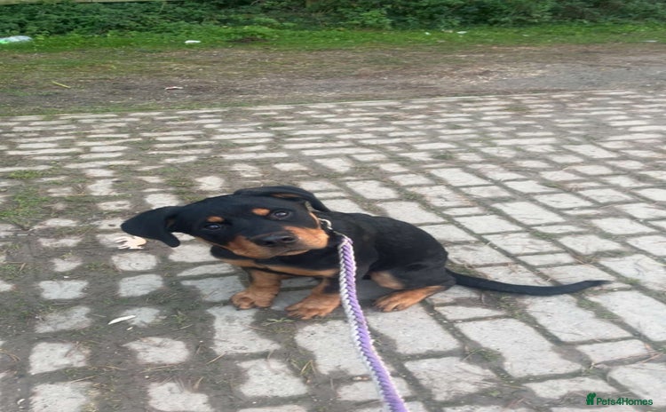 Mixed Breed dogs rottweiler puppy needs rehoming  - Advert 7