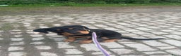 Mixed Breed dogs for sale: rottweiler puppy needs rehoming  - Advert 1