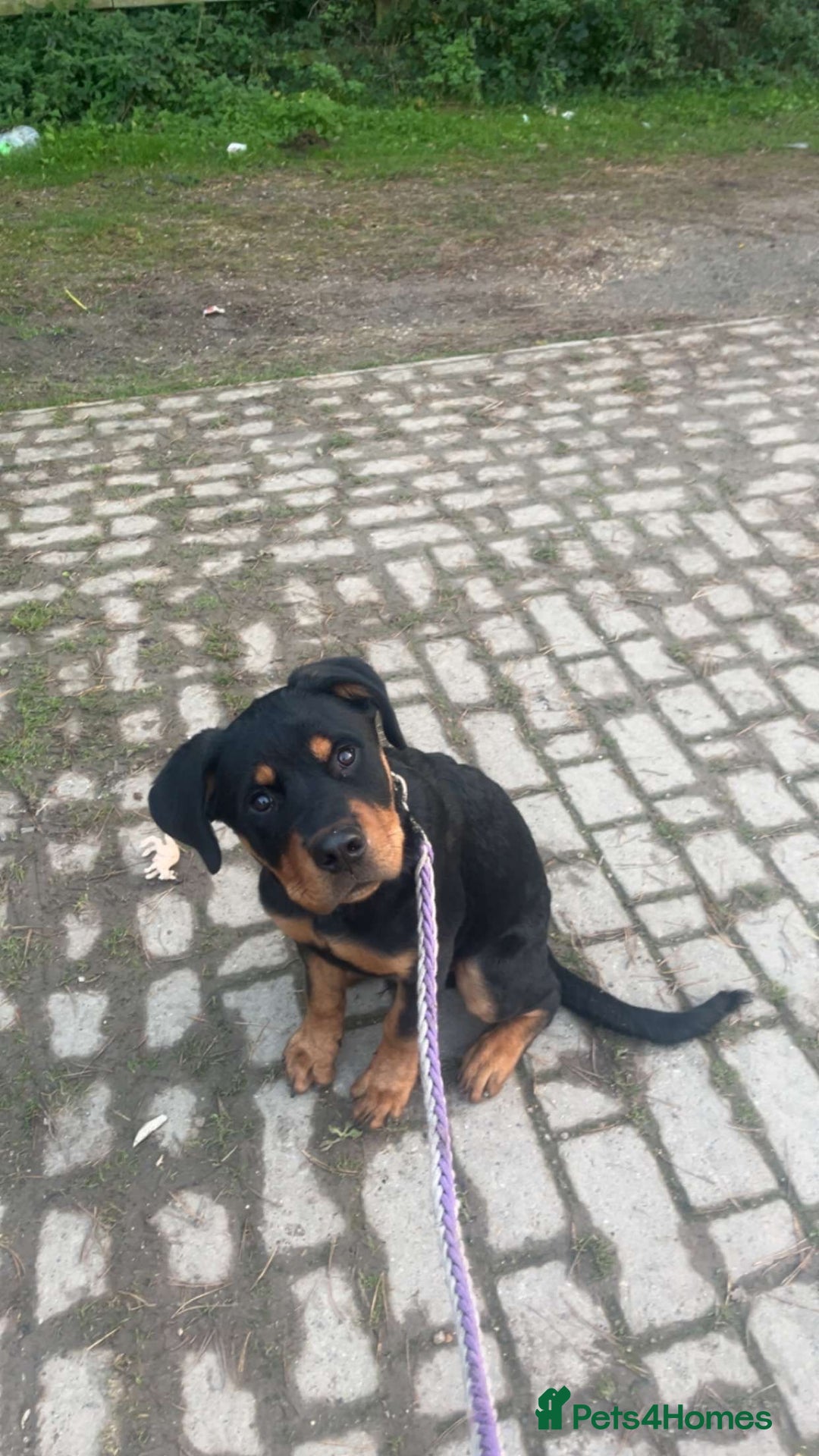 Mixed Breed dogs for sale: rottweiler puppy needs rehoming  - Advert 1