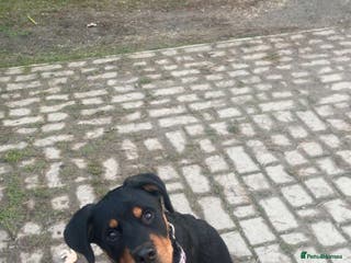 Mixed Breed dogs rottweiler puppy needs rehoming - Advert 5