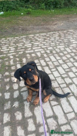 Mixed Breed dogs rottweiler puppy needs rehoming - Advert 7
