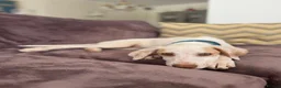Mixed Breed dogs for adoption: Super Sweet Snowy - Advert 6