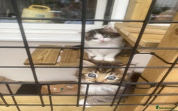 RagaMuffin cats for sale: Beautiful ragdoll x kittens 1 LEFT READY NOW - Image 25